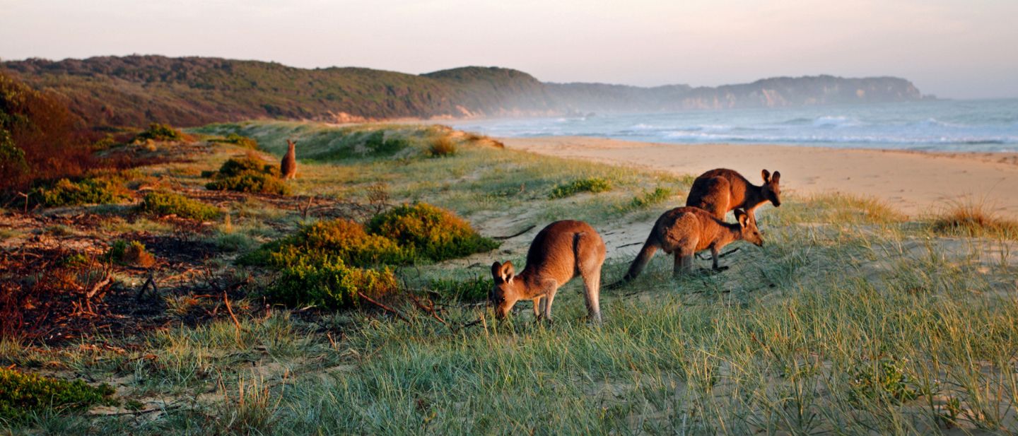 Kengūros ganosi ant žolėtų kopų šalia vandenyno pakrantės Australijoje