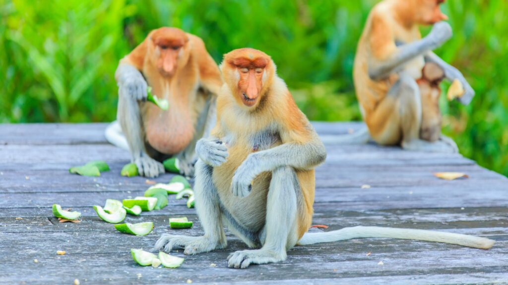 Borneo