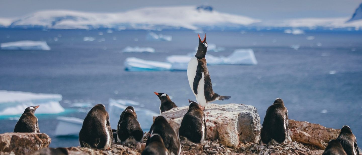 Quark Expeditions