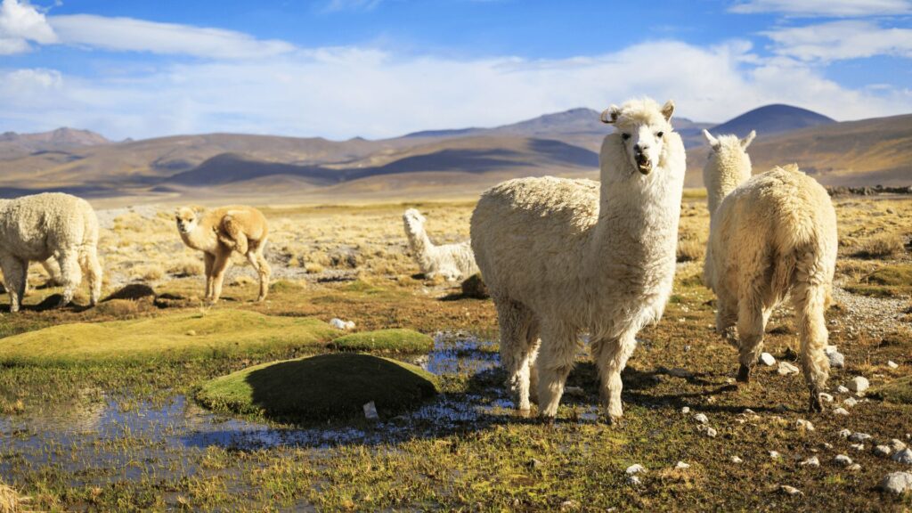 Peru
