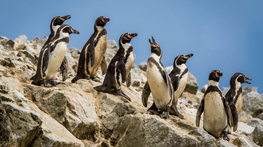 Peru
