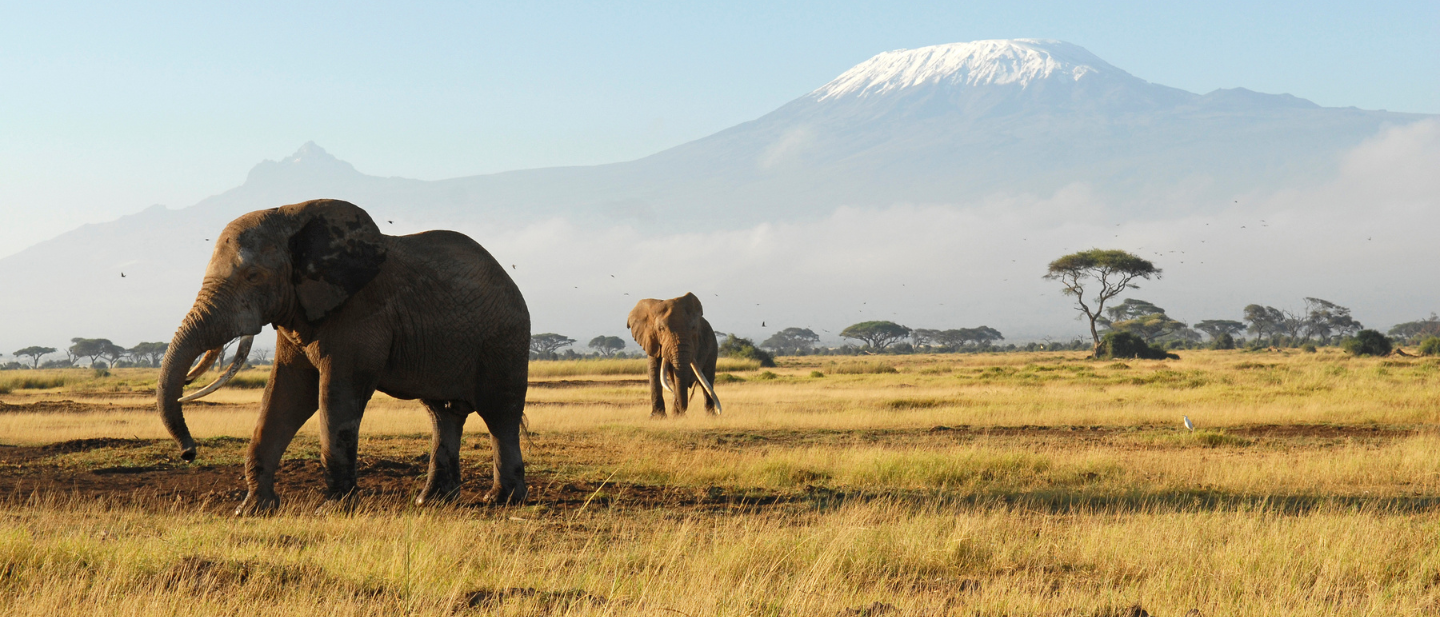 Afrika