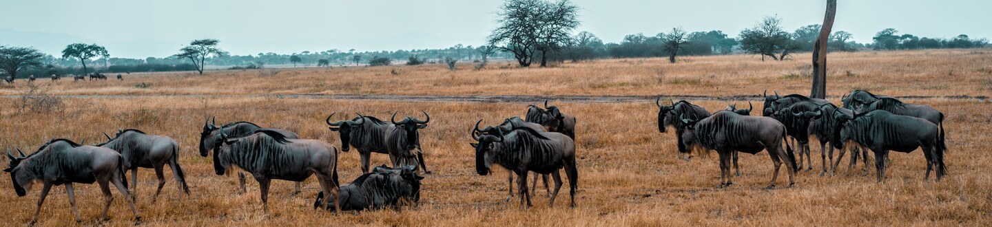 Serengeti hero