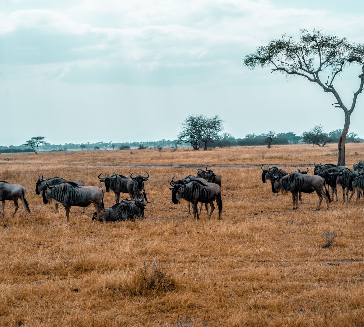 Serengeti hero