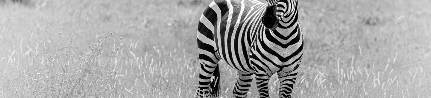 Amboseli ir Masai Mara rezervatai hero