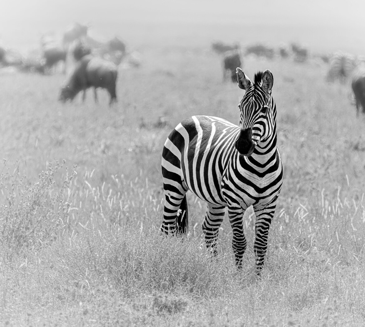 Amboseli ir Masai Mara rezervatai hero